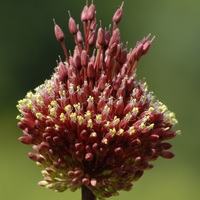 Allium amethystinum 'Red Mohican' Photo: J. Amand